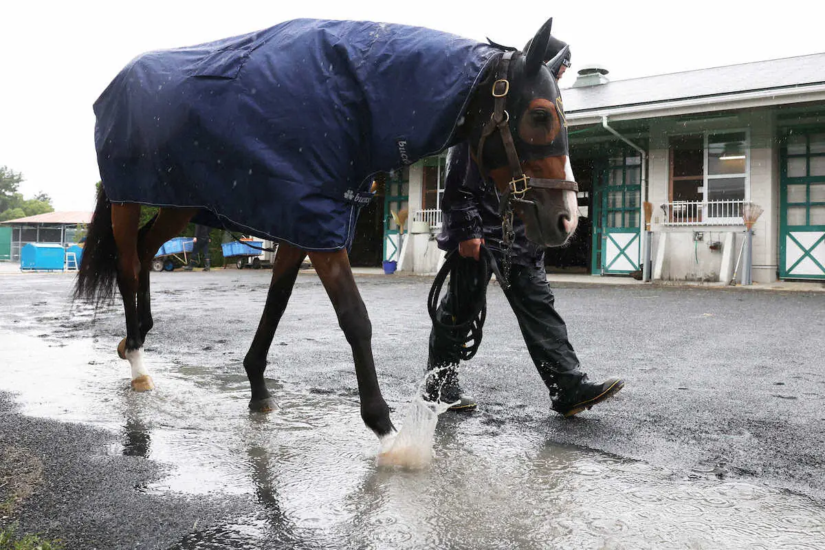 水たまりを気にせず運動するモズベッロ（撮影・亀井　直樹）