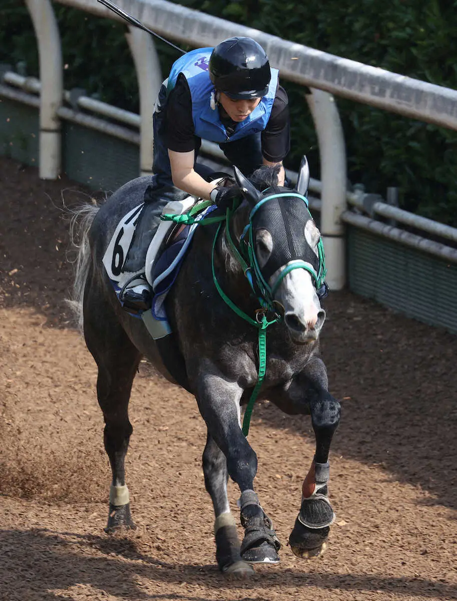 坂路で追い切るマッドクール（撮影・亀井直樹）