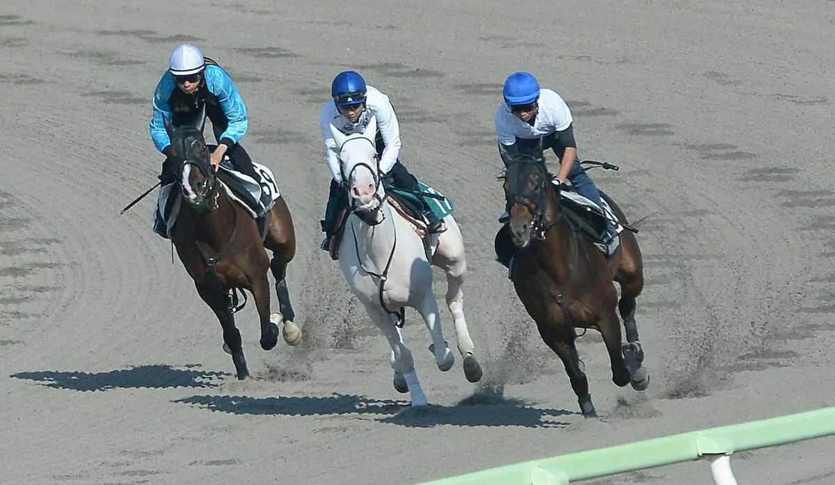 ダートコースを3頭併せの真ん中で追い切ったカルパ（撮影・千葉茂）