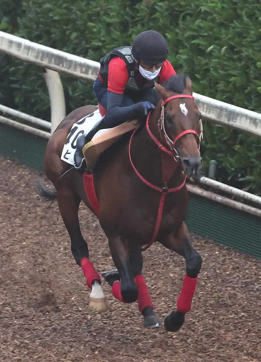 坂路を単走で追い切るエヒト