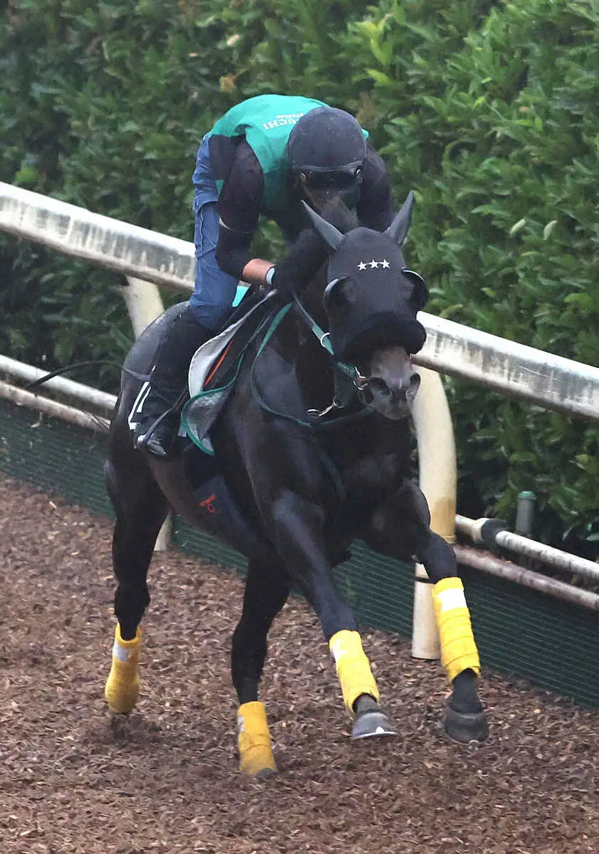 坂路を単走で追い切るセイウンハーデス
