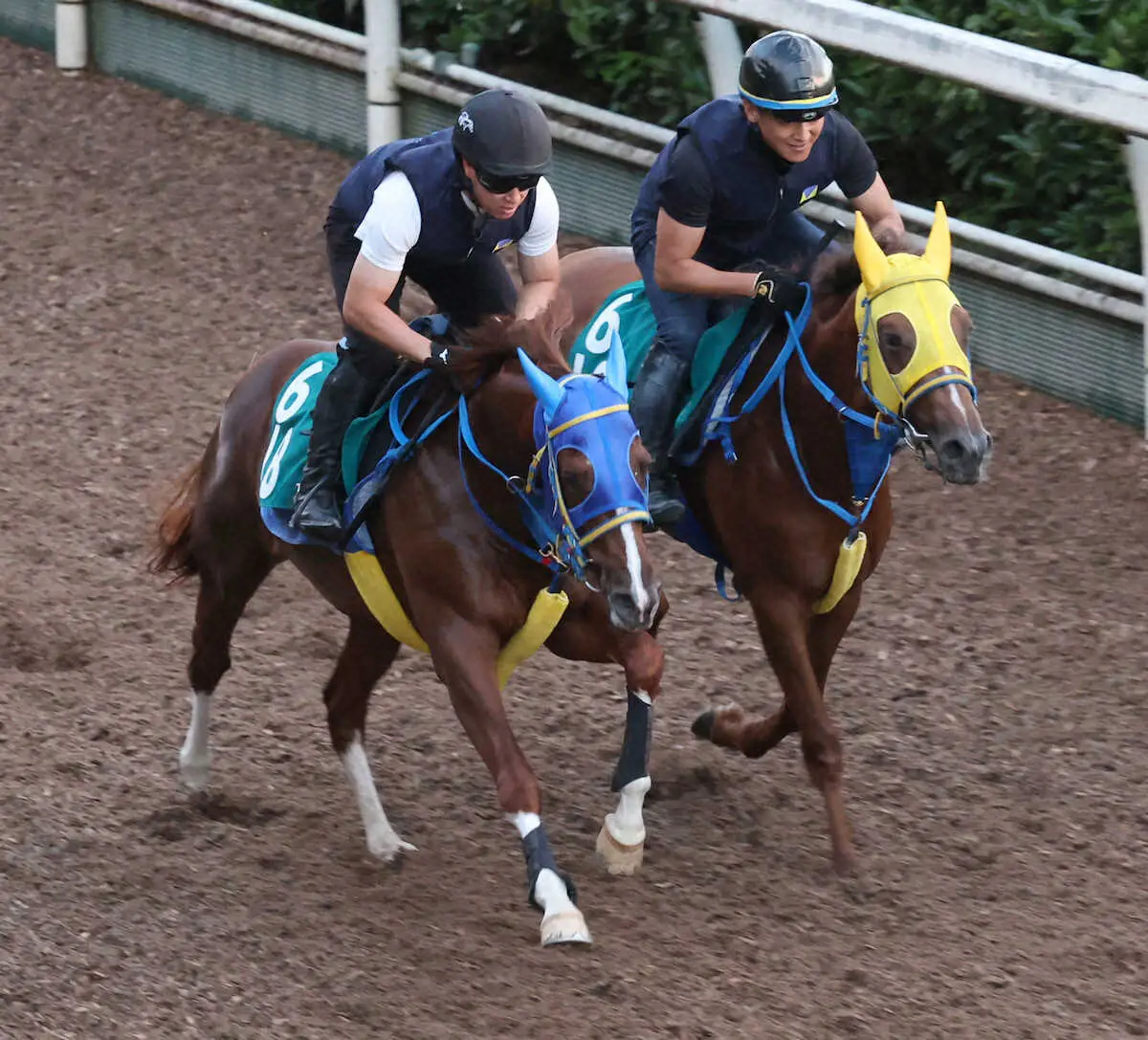 20日、坂路にて併せ馬で追い切るライスネイチャ（左）（撮影・亀井　直樹）