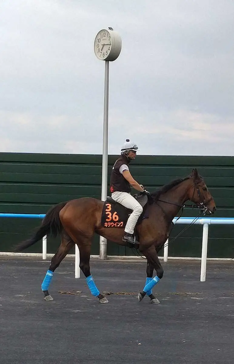 函館競馬場で調整するキタウイングは火曜朝、小島師が調教にまたがって感触を確かめた