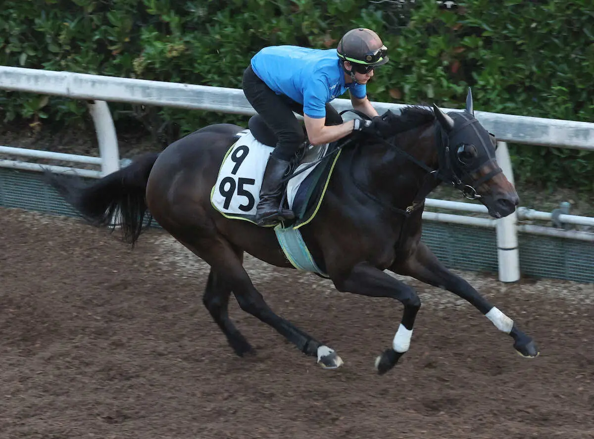 坂路で追い切るシンシティ（撮影・亀井直樹）