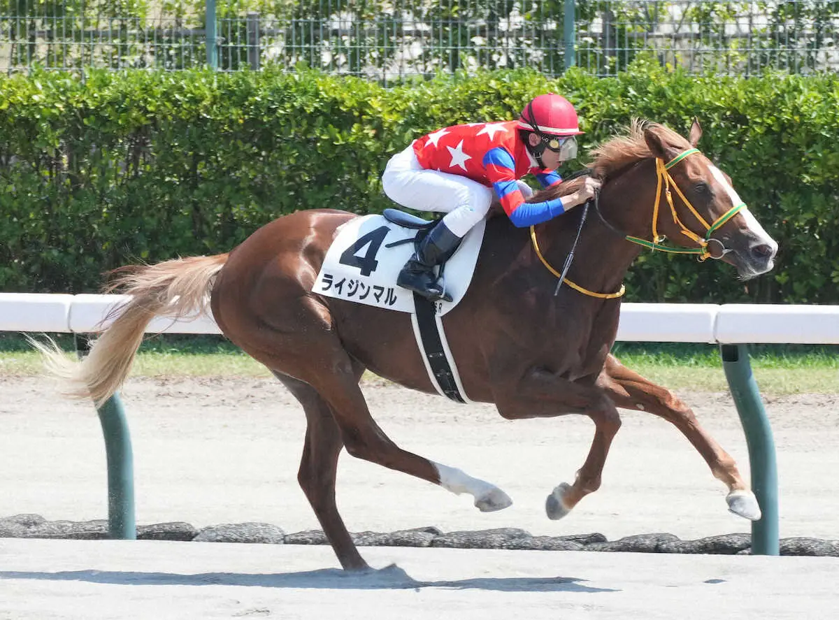 ＜新潟6R・新馬戦＞逃げて圧勝のライジンマル（撮影・郡司　修）