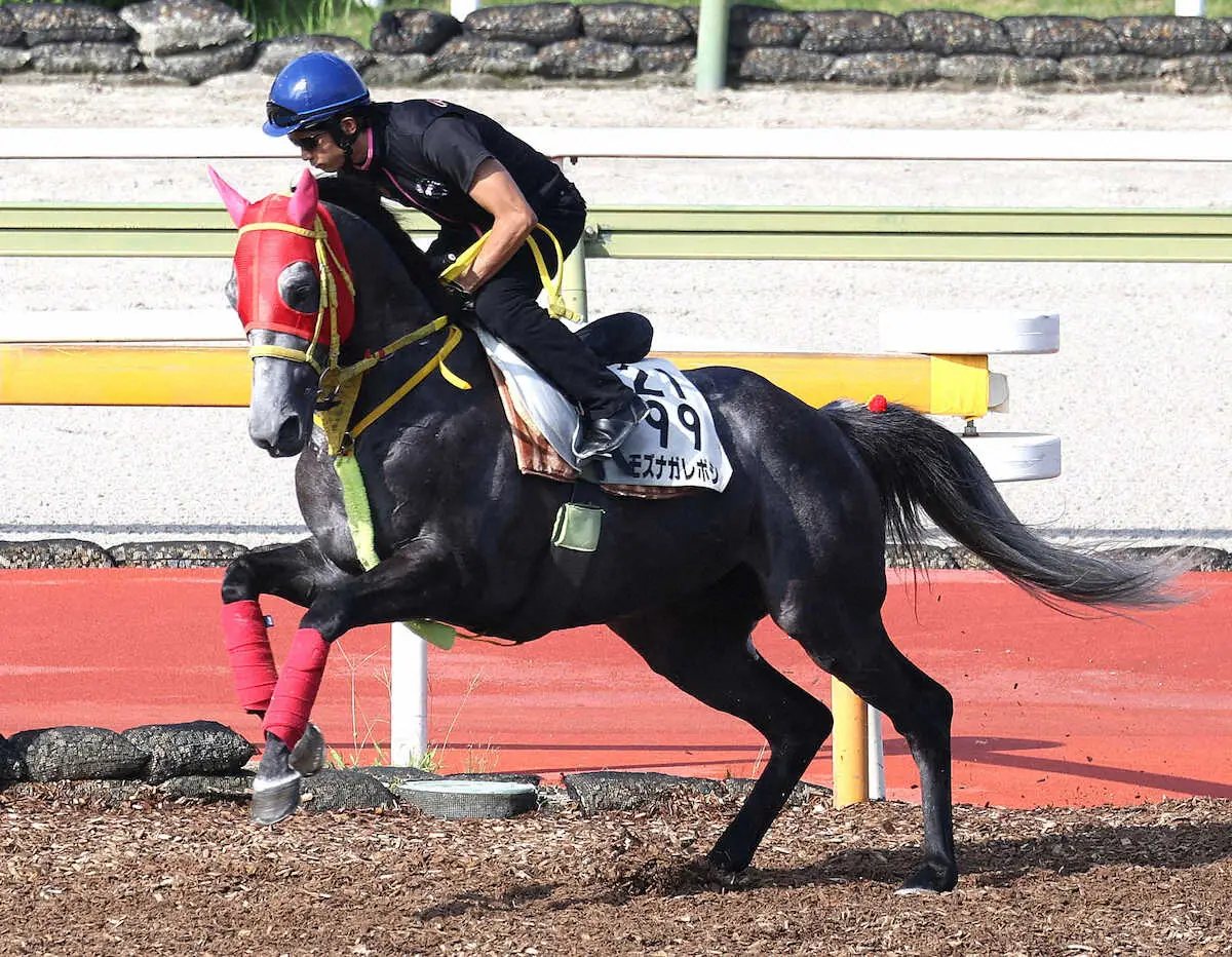 小野寺祐太を背に馬場入りするモズナガレボシ