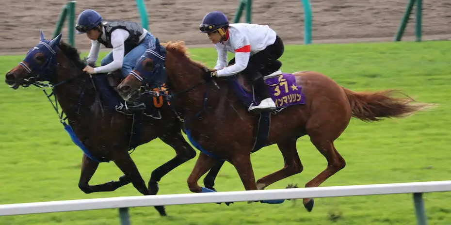 札幌競馬場で調整するウインマリリン