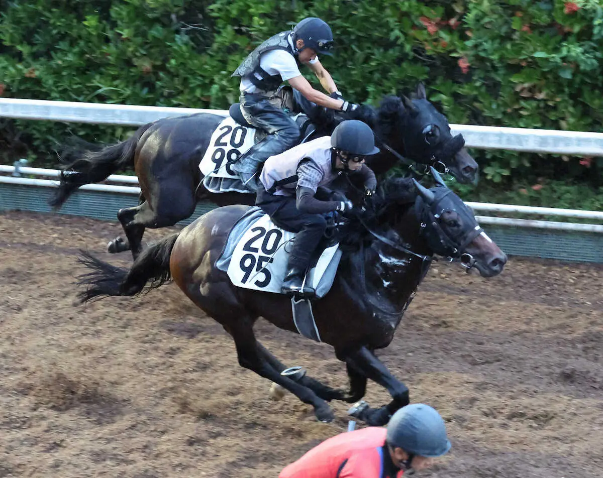 坂路にて併せ馬で追い切るメイショウクリフト（手前）（撮影・亀井　直樹）