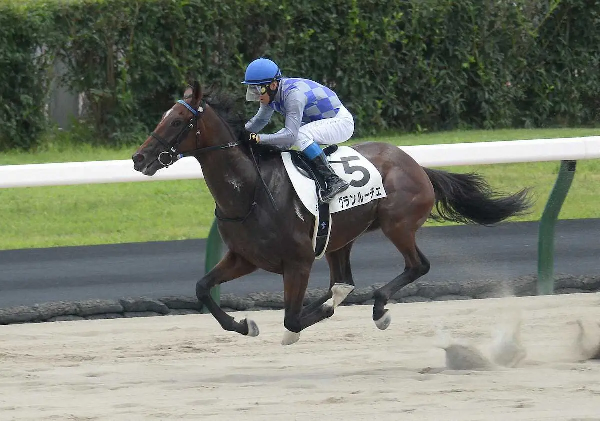 ＜札幌5R＞後続に6馬身の差をつけたグランルーチェ
