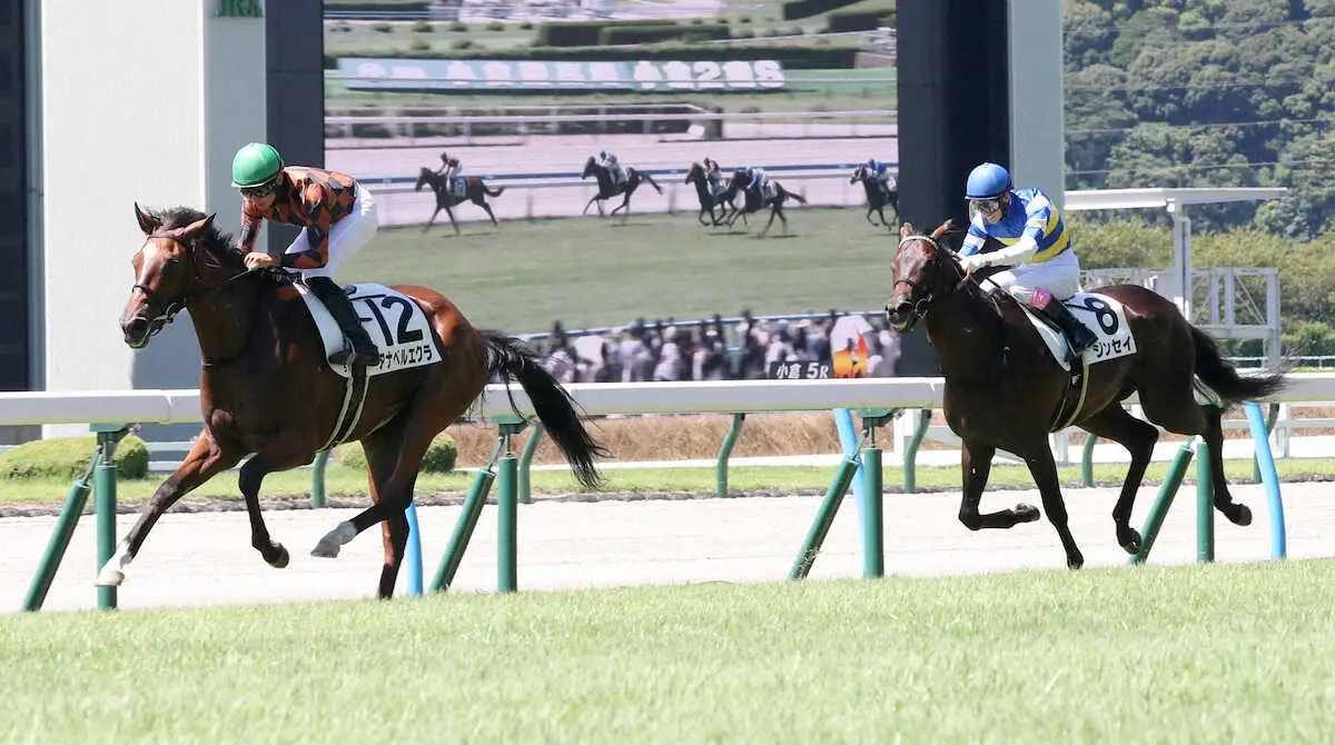 ＜小倉5R＞デビュー勝したアナベルエクラ（左）（撮影・中村　達也）