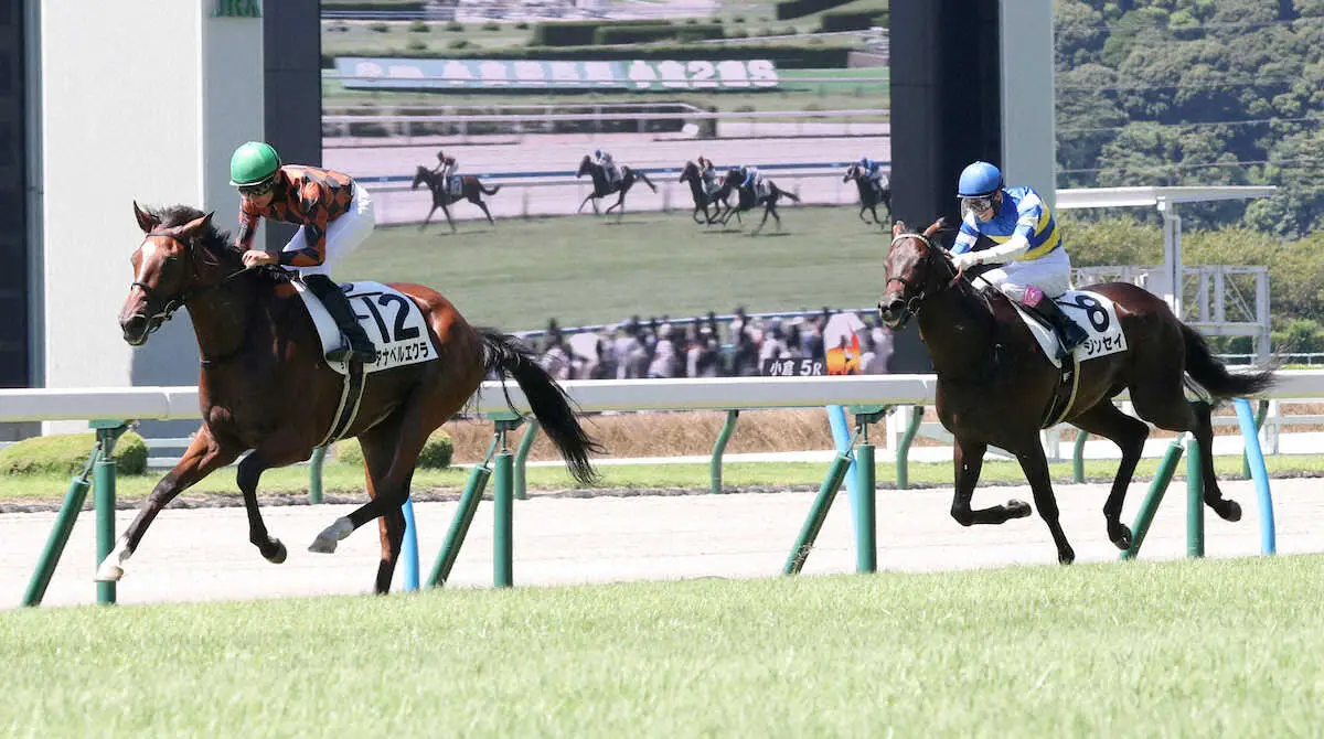 ＜小倉5R・新馬戦＞きっちり伸びたアナベルエクラ（左）（撮影・中村　達也）