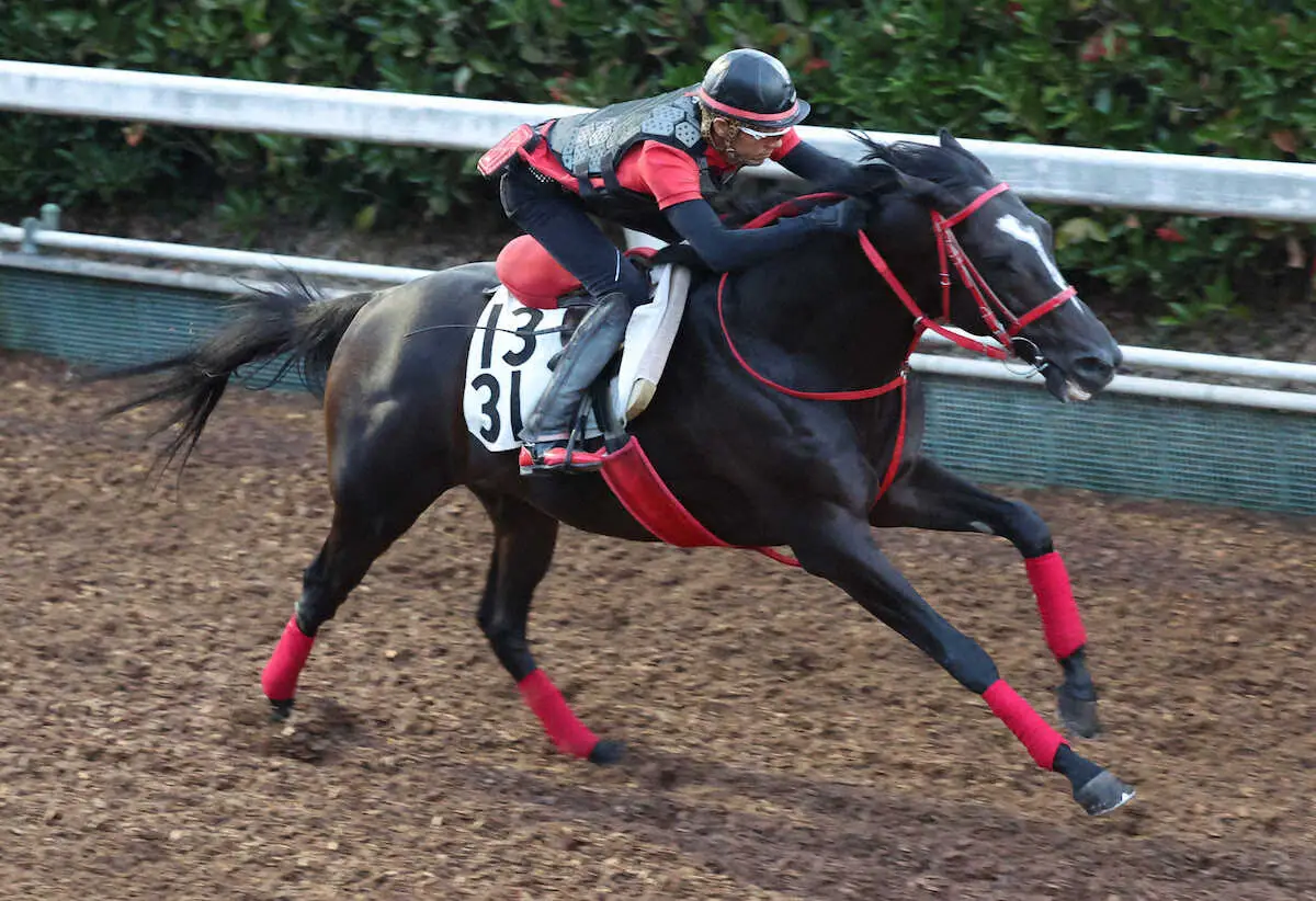 坂路を駆け上がるディヴィナシオン（撮影・亀井直樹）