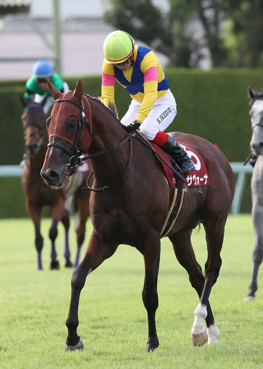 ＜阪神11R・神戸新聞杯＞2着のサヴォーナ（撮影・平嶋　理子）
