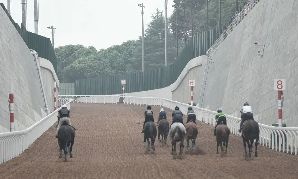 ＜坂路試走会＞新しくなった坂路を試走する各馬（撮影・郡司　修）