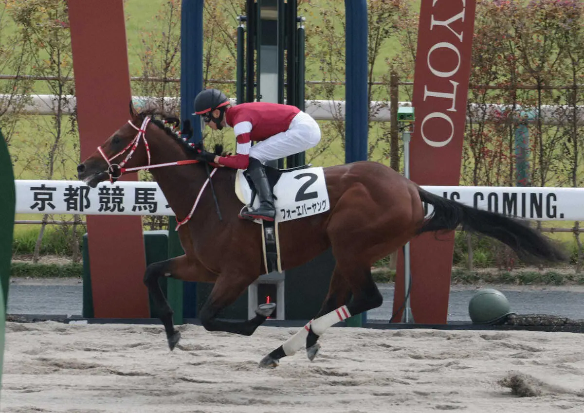 ＜京都4R・新馬戦＞デビュー勝ちを飾った2番人気のフォーエバーヤング（撮影・坂田　高浩）