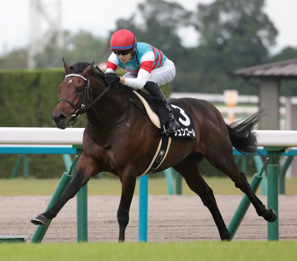 ＜京都8R・紫菊賞＞デビュー2連勝を飾ったジュンゴールド（撮影・坂田　高浩）