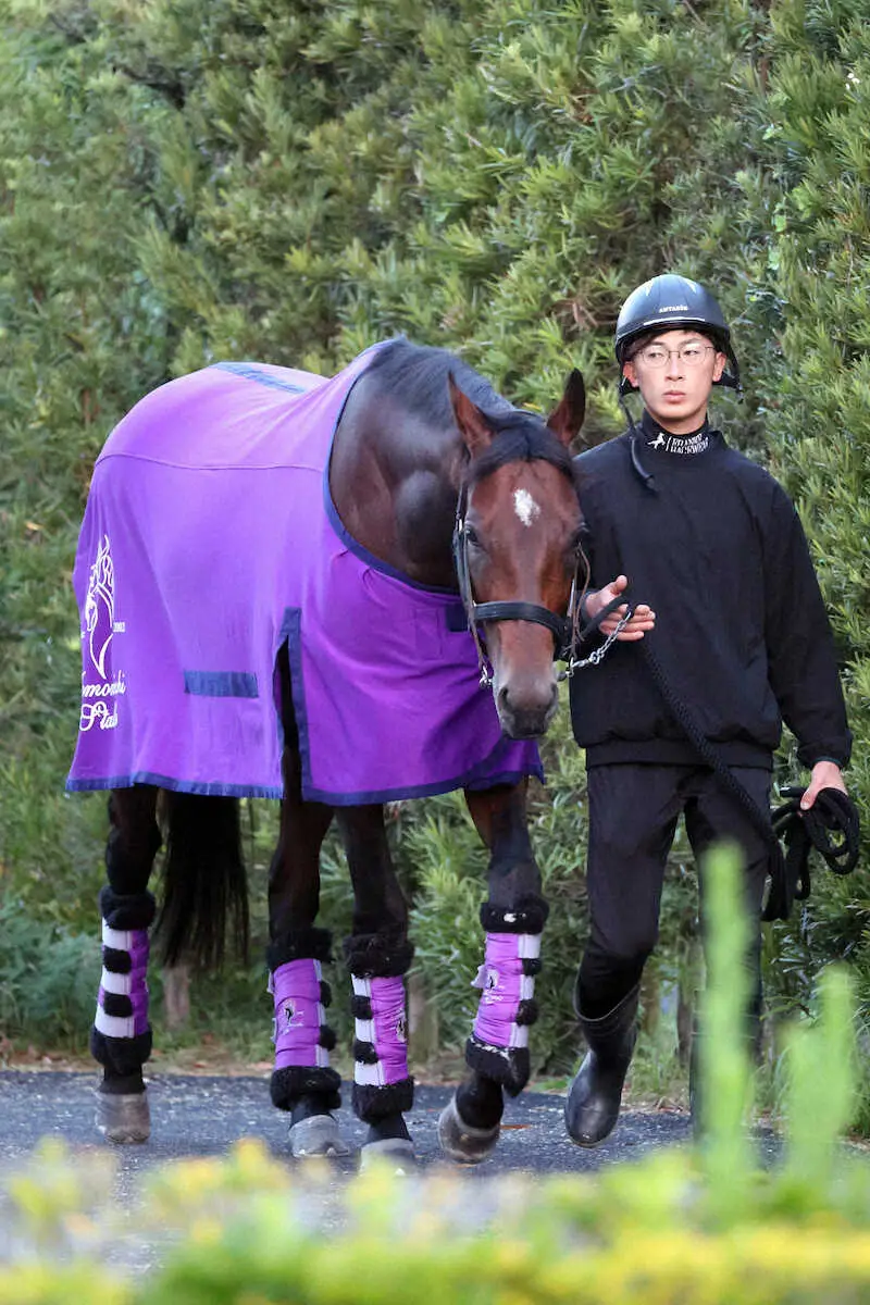 厩舎周りを運動するサトノグランツ
