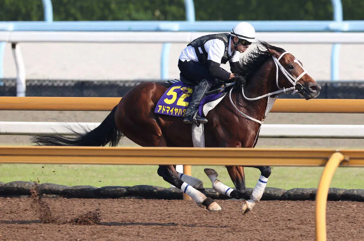 CWコースで追い切るアドマイヤハダル（撮影・亀井直樹）
