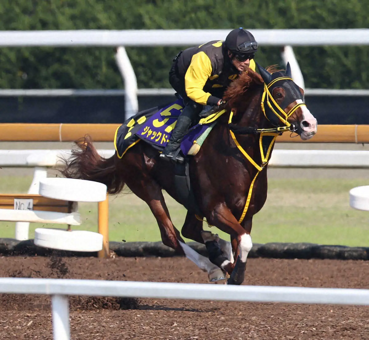 CWコースで追い切るジャックドール（撮影・亀直樹）