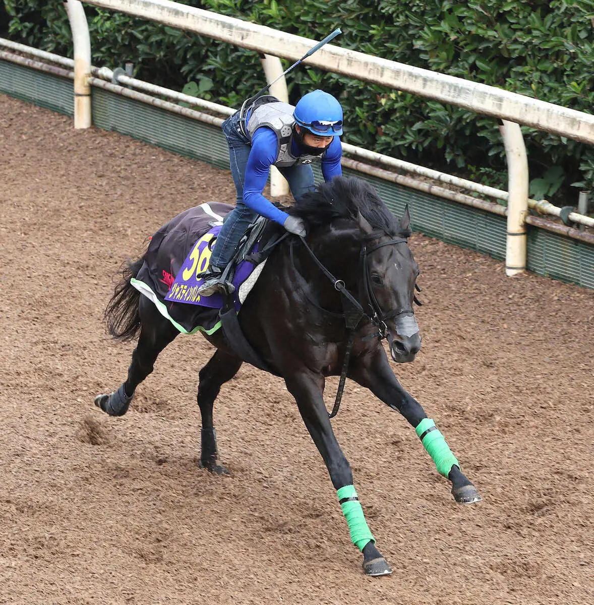 高倉稜を背に坂路を単走で追い切るジャスティンパレス