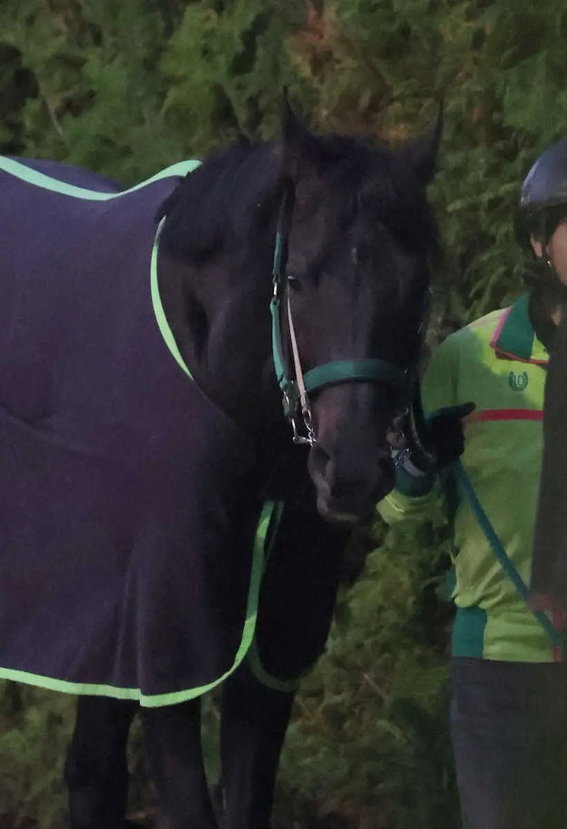 厩舎周りで運動するジャスティンパレス（撮影・亀井直樹）