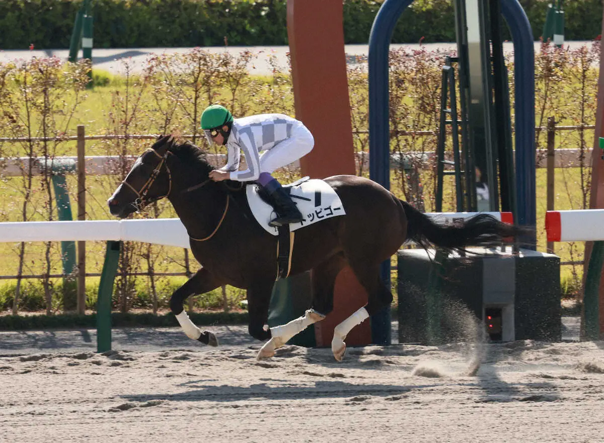 ＜京都2R＞圧勝した武豊騎乗のトッピゴー（撮影・井垣　忠夫）