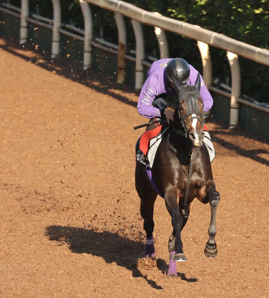 坂路で追い切るハーパー（撮影・亀井直樹）