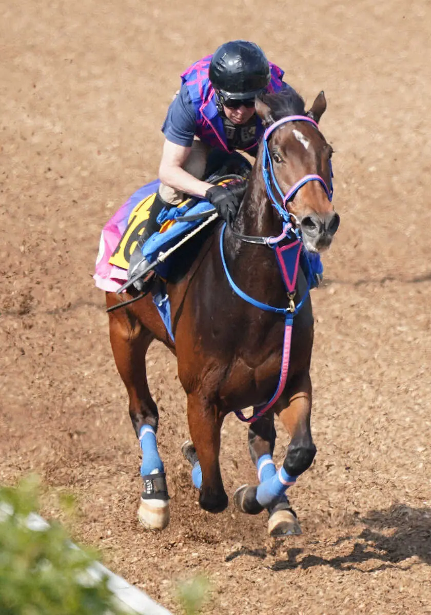 坂路で追い切るヒュミドール（撮影・村上　大輔）