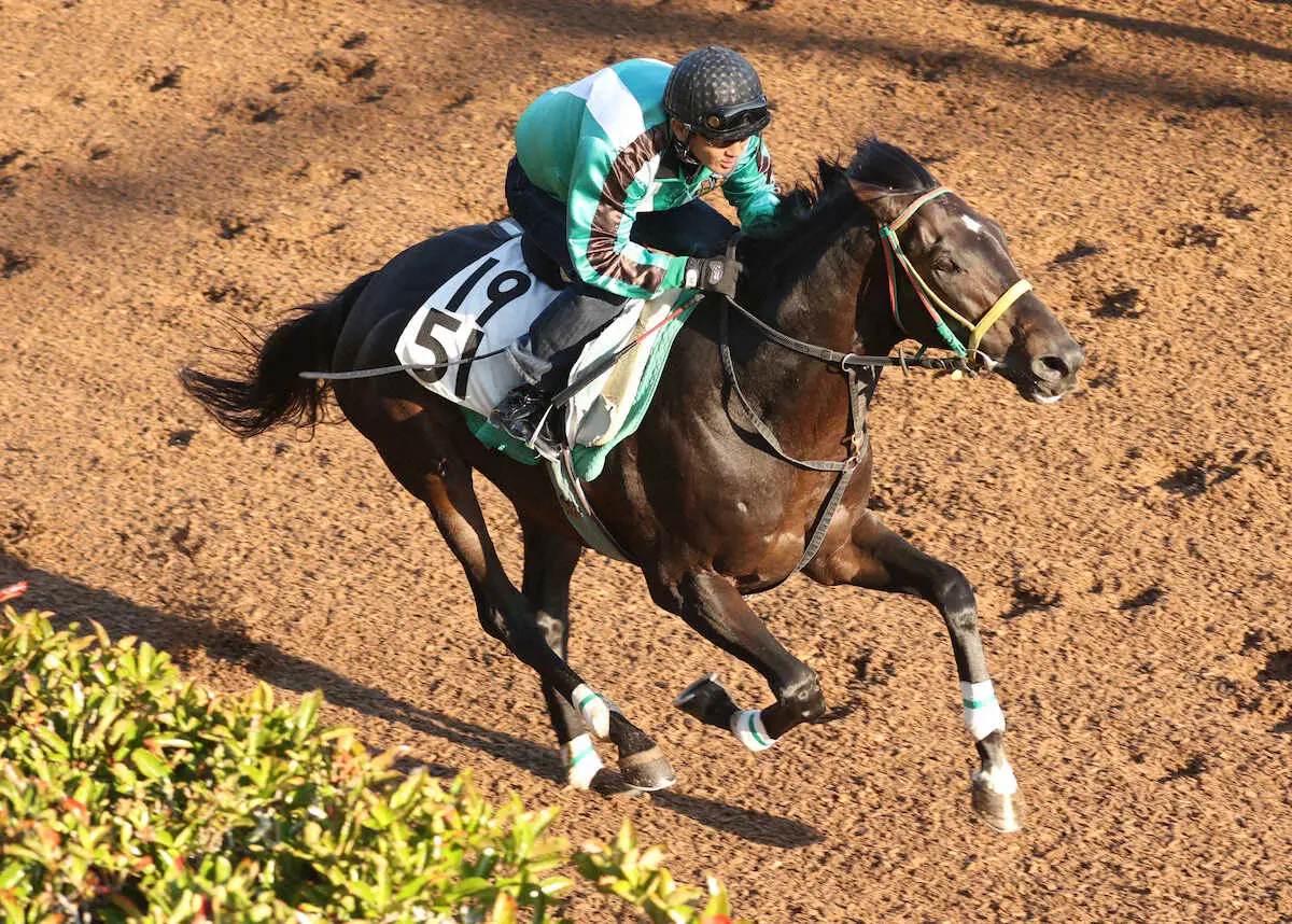 坂路で追い切るマイネルウィルトス（撮影・亀井直樹）