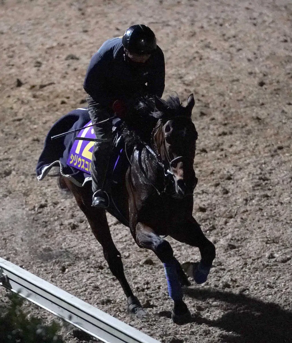 坂路で追い切るシリウスコルト（撮影・西川祐介）