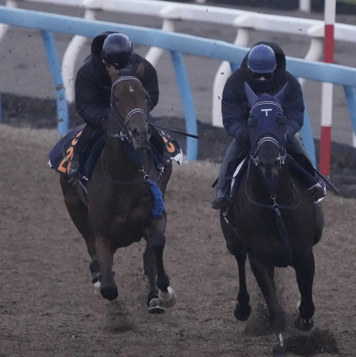 併せ馬で追い切るショーマンフリート（左）＝撮影・郡司　修