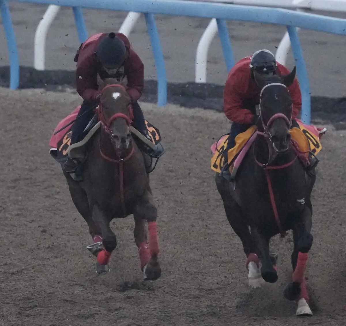 併せ馬で追い切るエコロブルーム（左）＝撮影・郡司　修