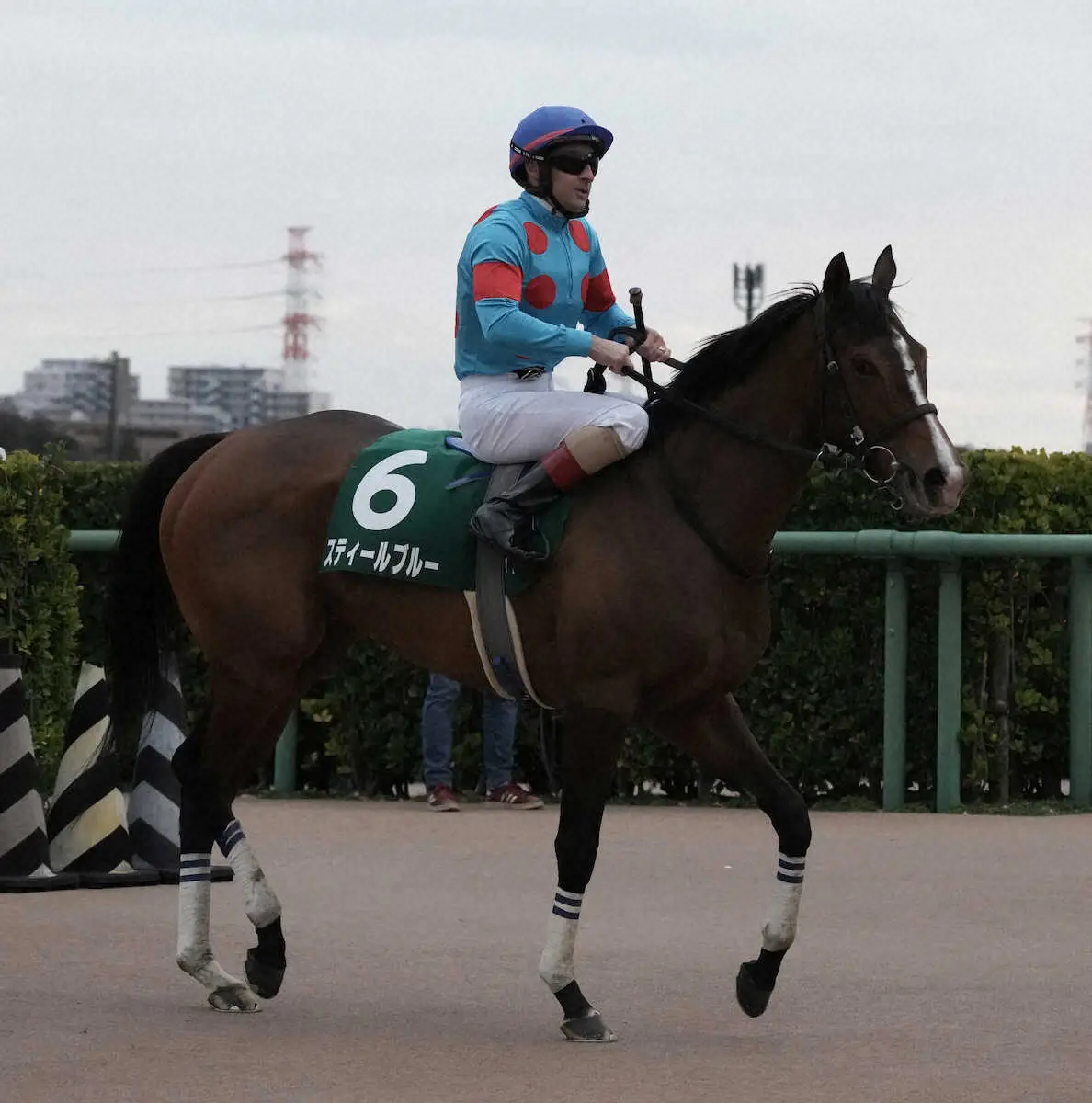 ＜フェアリーS＞4着でレースを終えたスティールブルー（撮影・郡司　修）