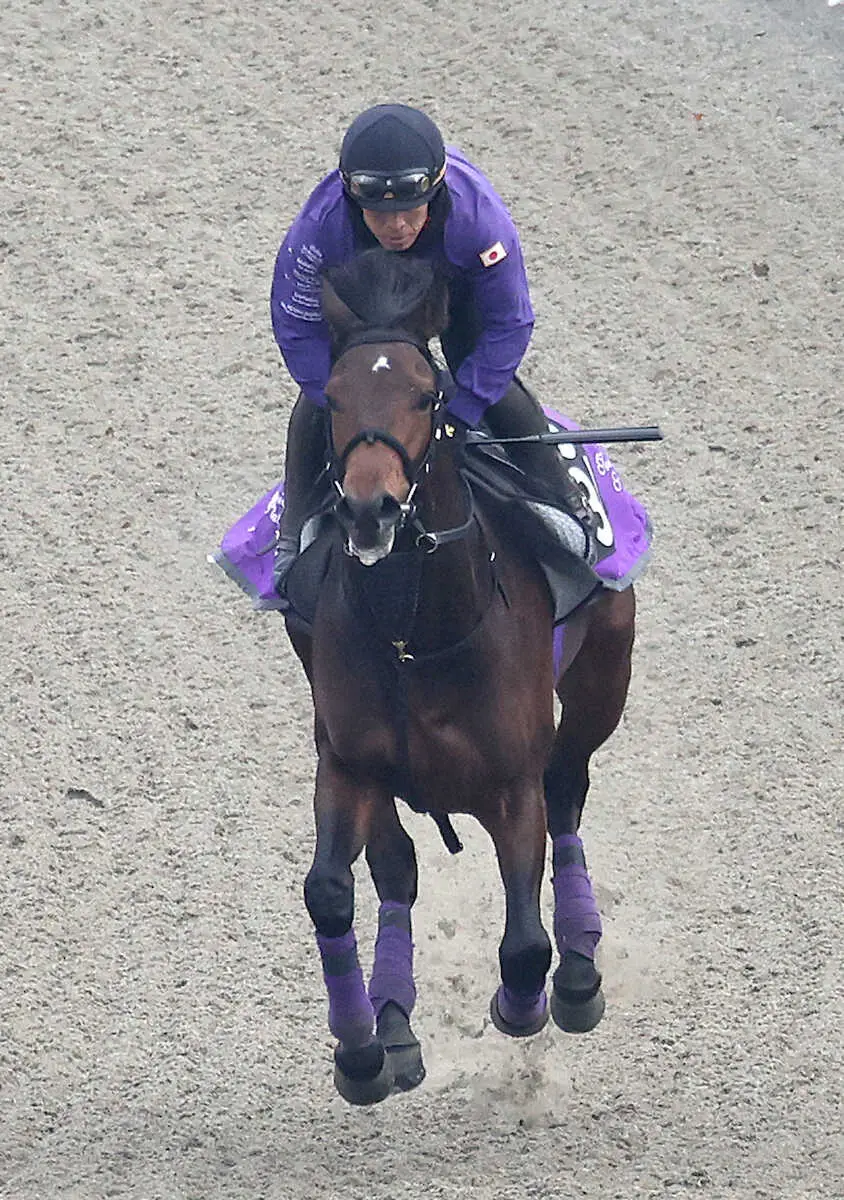 ポリトラックで追い切るジュンゴールド