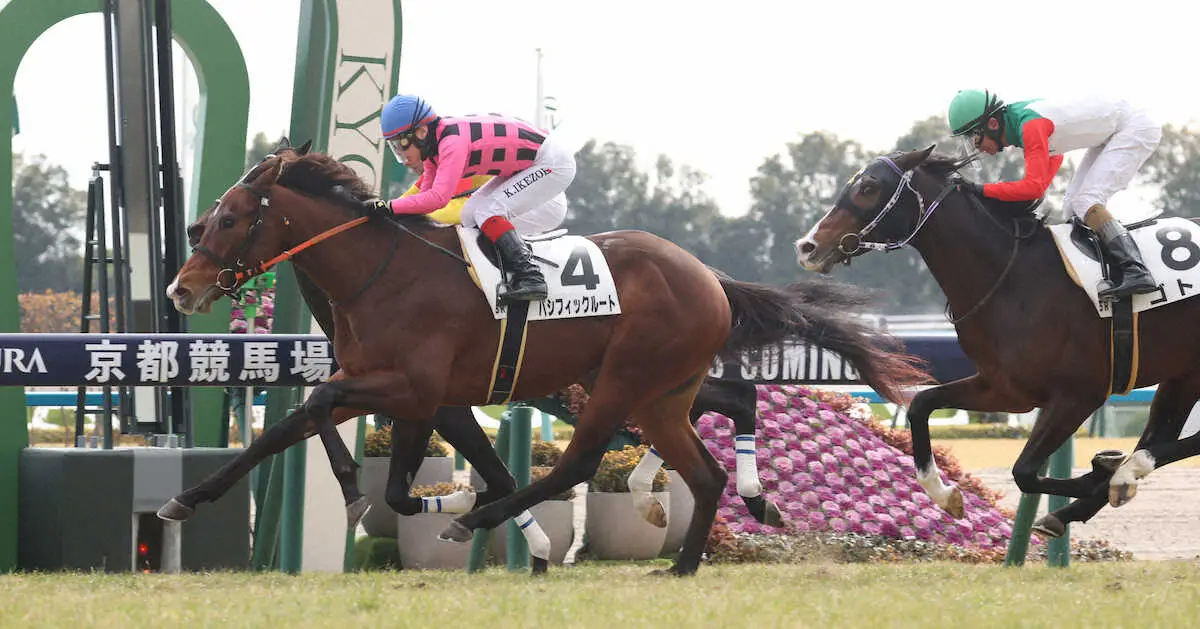 ＜京都5R＞叩き合いを制し勝利するパシフィックルート（手前）（撮影・亀井　直樹）