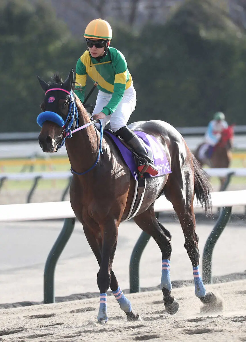 ＜フェブラリーS＞8着に終わったウィルソンテソーロ（撮影・村上　大輔）