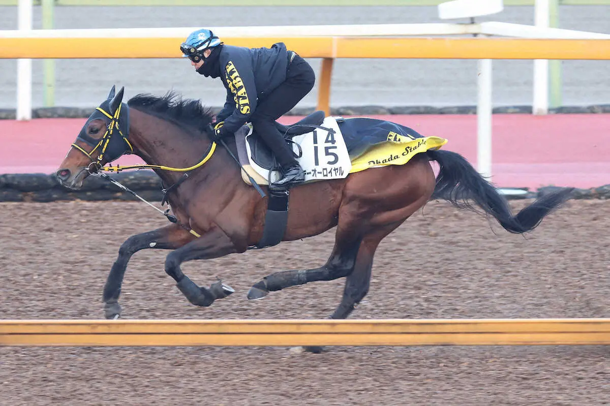 菱田を背にCWコースで追い切るテーオーロイヤル（撮影・亀井直樹）　