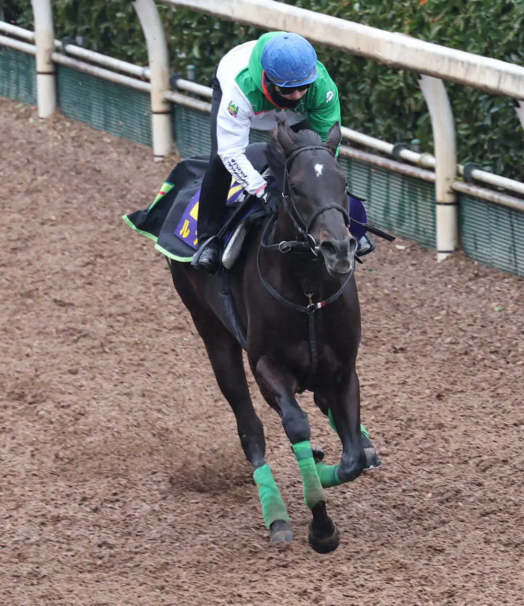 西村淳を背に坂路で追い切るルガル（撮影・亀井直樹）