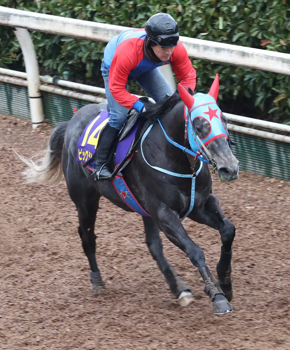 坂路で追い切るビッグシーザー（撮影・亀井直樹）　