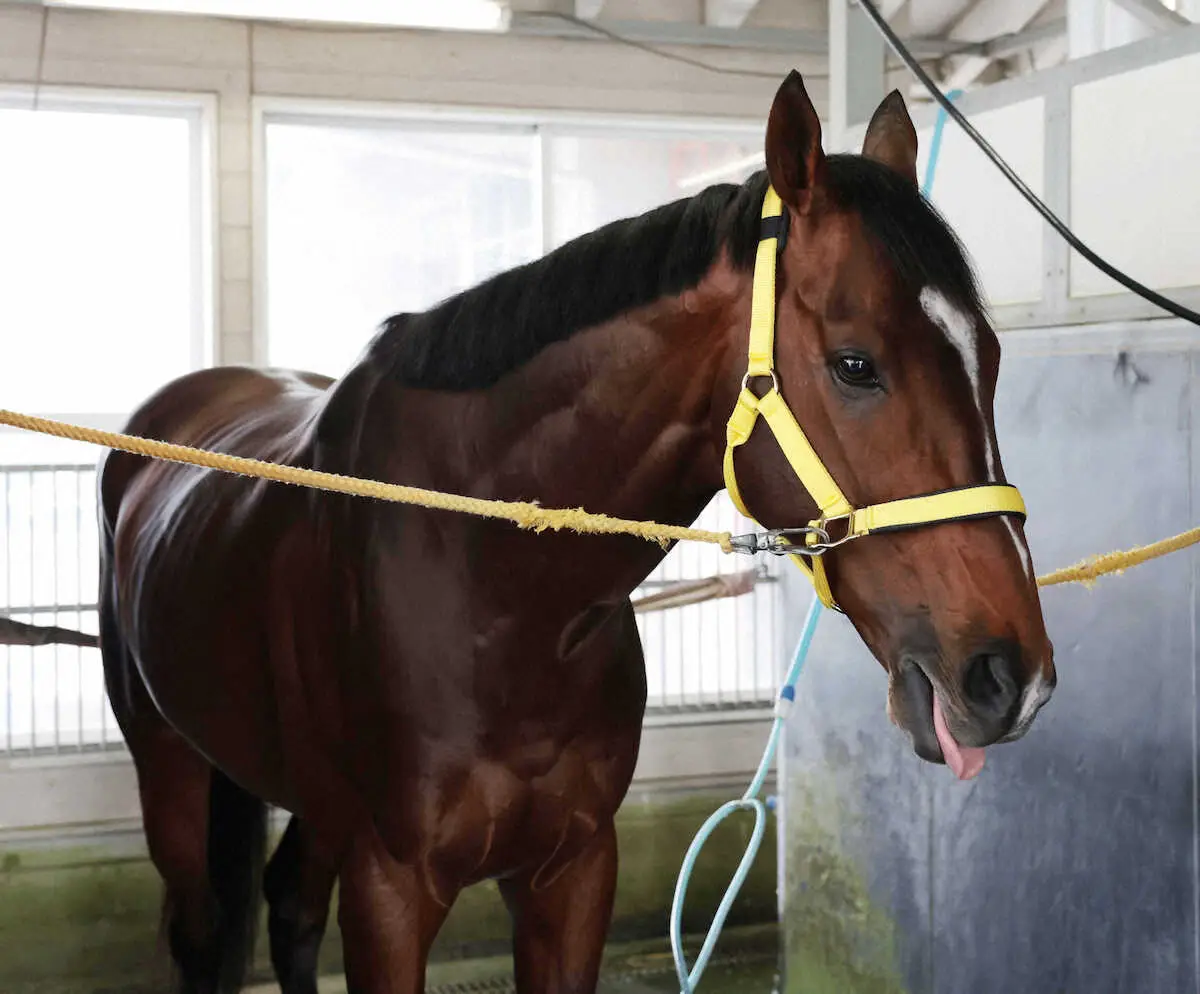 天皇賞・春でのG1初制覇から一夜明け、厩舎で静養するテーオーロイヤル（撮影・坂田　高浩）