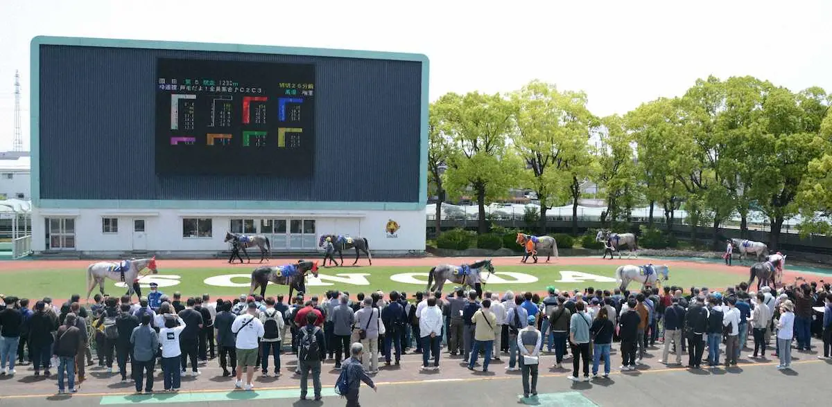 園田競馬場・第5R「芦毛だよ！全員集合♪」パドック