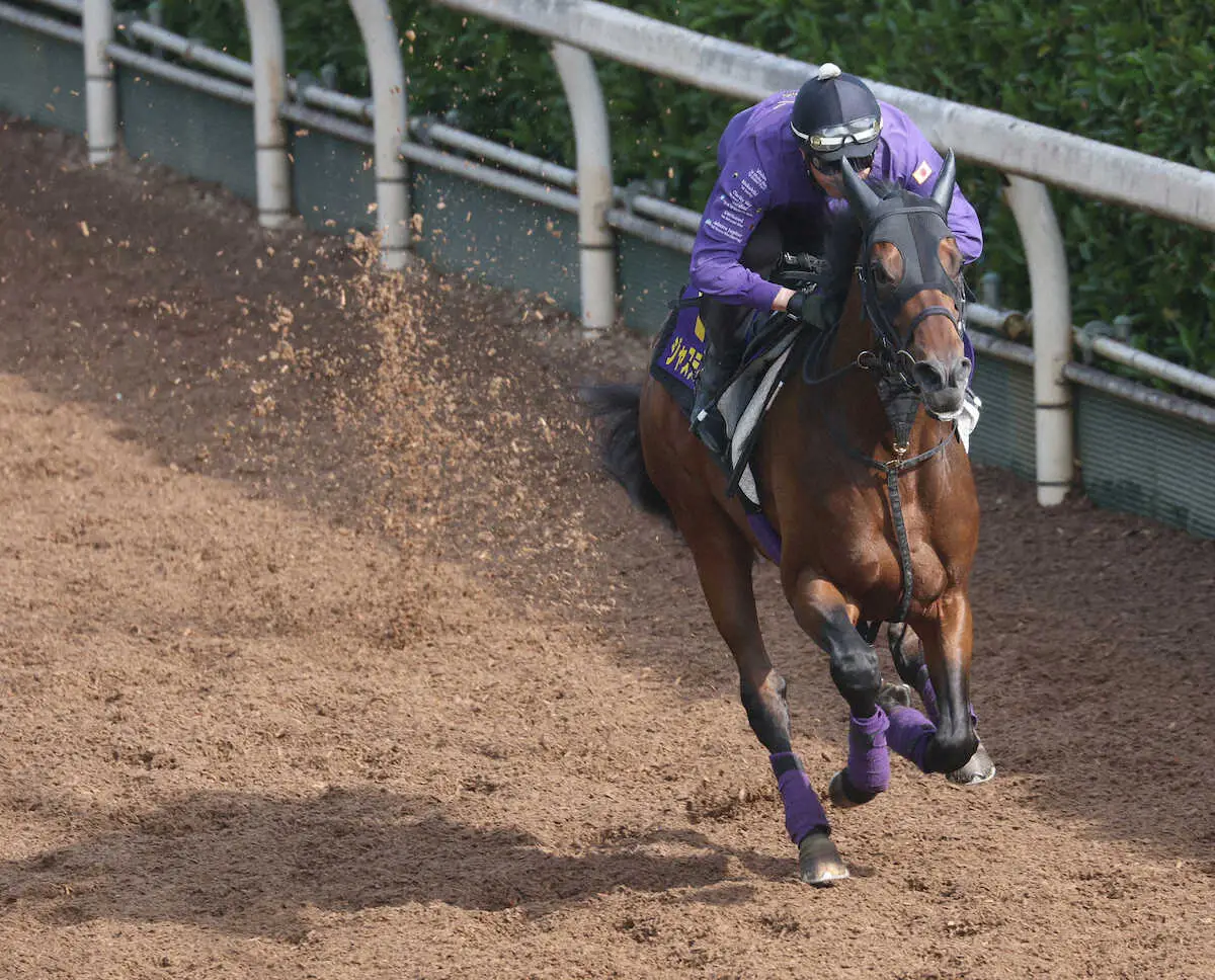 坂路で追い切るジャスティンミラノ（撮影・亀井直樹）