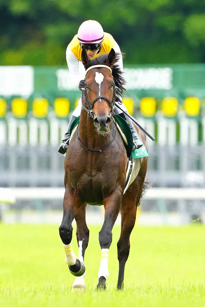 ＜エプソムC＞2着の田辺騎乗、ニシノスーベニア（撮影・河野　光希）