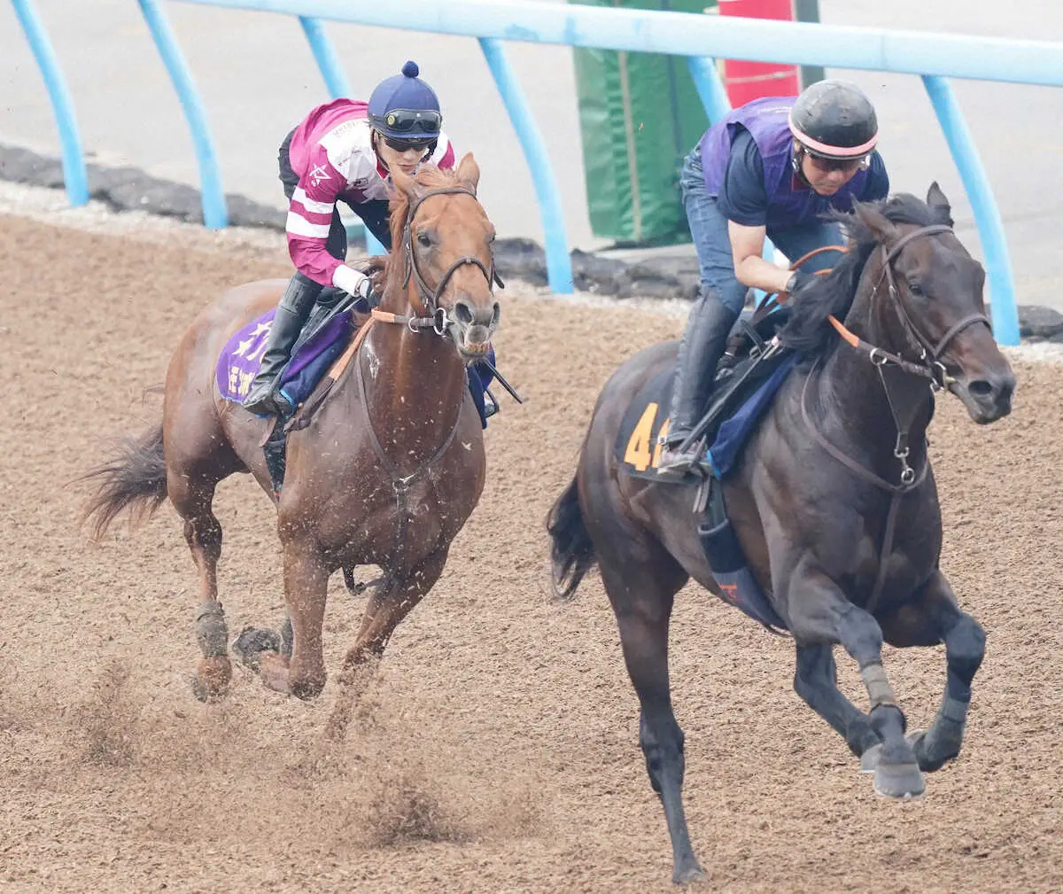 ＜Jpn1さきたま杯・追い切り＞坂井を背に併せで追い切るレモンポップ（左）（撮影・村上　大輔）