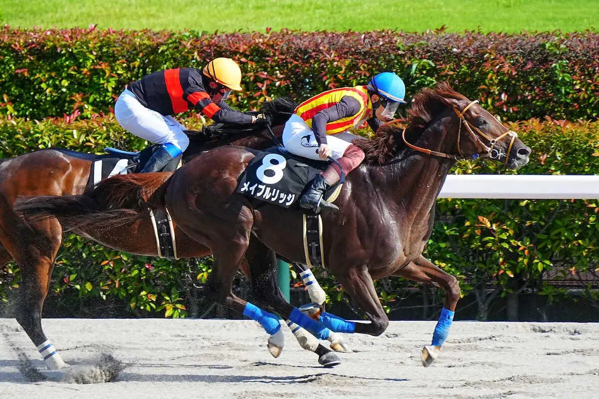 ＜スレイプニルS＞レースを制した三浦騎乗のメイプルリッジ（撮影・河野　光希）