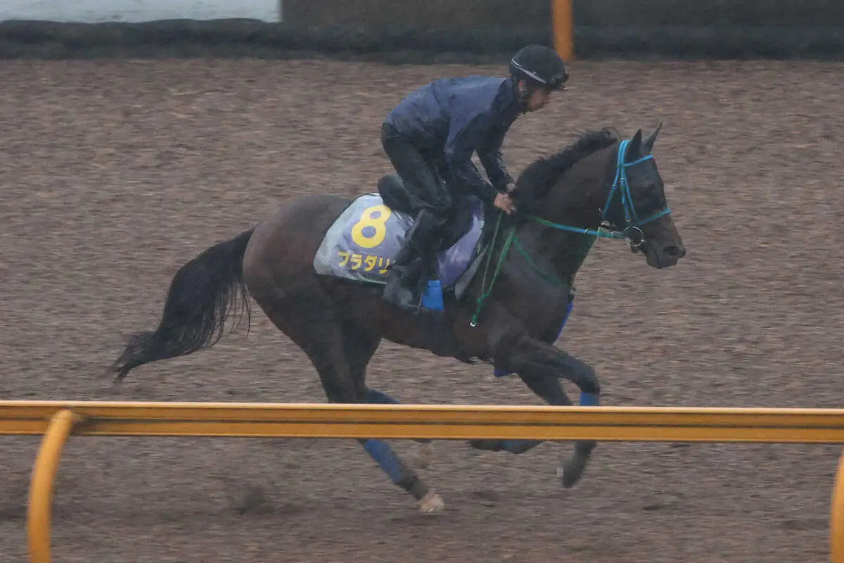 CWコースでキャンター調整されるプラダリア