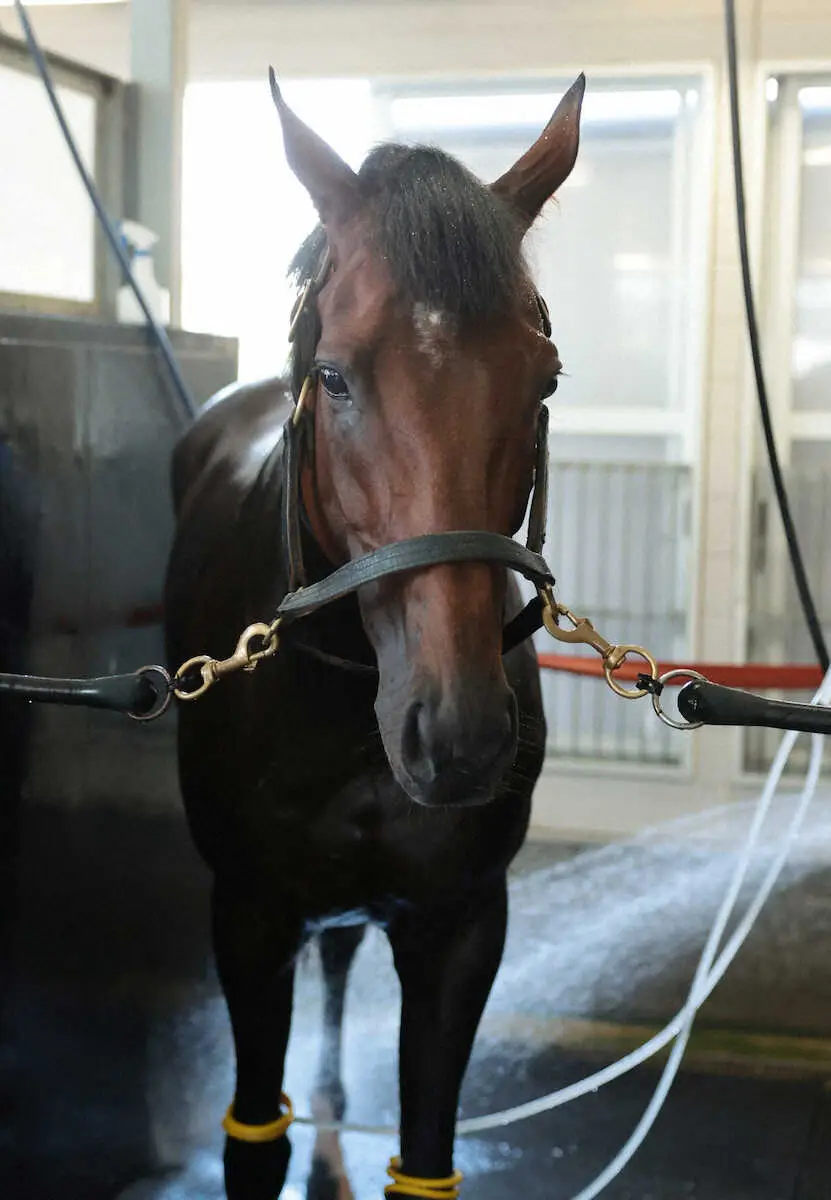 ＜宝塚記念一夜明け＞宝塚記念でのG1初制覇から一夜明け、厩舎で静養するブローザホーン（撮影・坂田　高浩）