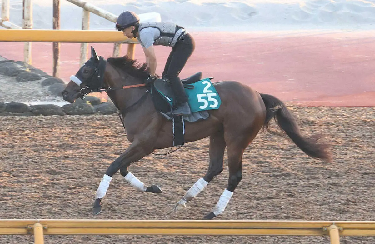 CWコースで追い切ったハリウッドメモリー（撮影・亀井直樹）