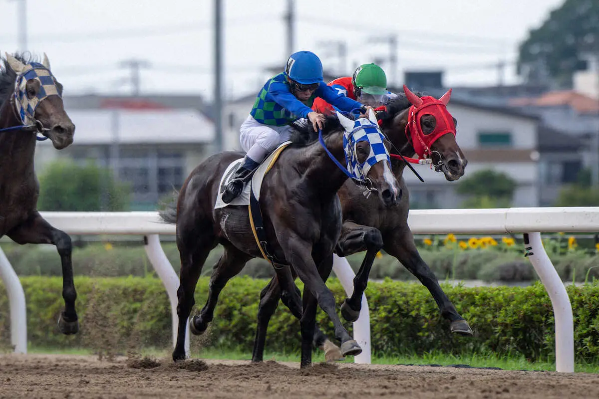 無傷の3連勝で重賞制覇を目指すファイアトーチ
