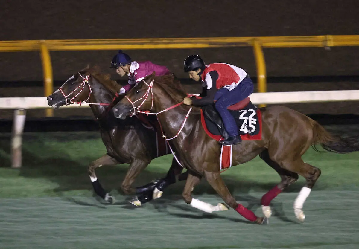 坂井瑠星騎手を背に芝コースをラファミリア（右）と併せ馬で追い切るシンエンペラー